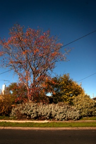 autumn-in-the-suburbs-2