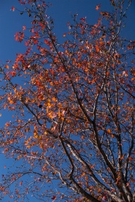 autumn-leaves-2